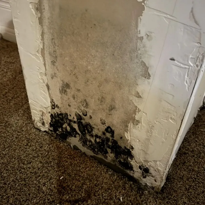 Professional Mold Removal in Colchester, VT